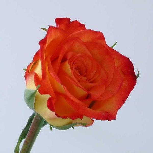  Orange rose