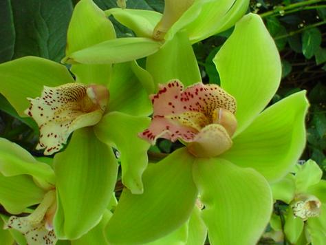 orchid green perla farms